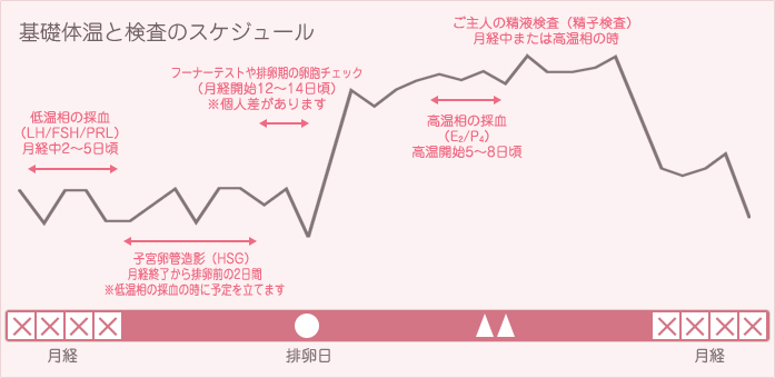 基礎体温表