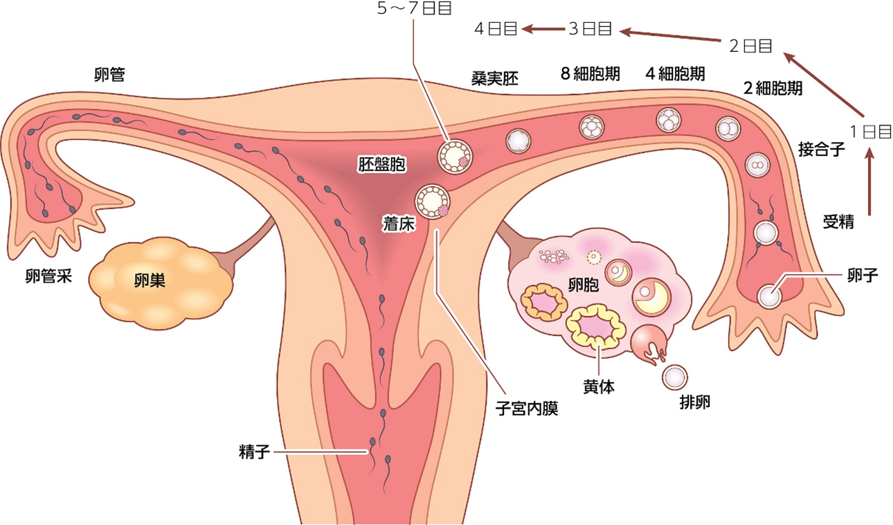 排卵と妊娠の仕組みの図
